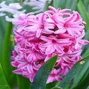 Pink Hyacinth Wallpaper  screen for extension Chrome web store in OffiDocs Chromium