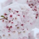 Pinkish white flower stems  screen for extension Chrome web store in OffiDocs Chromium