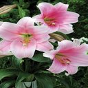 Pink Lily Flower Wallpaper  screen for extension Chrome web store in OffiDocs Chromium