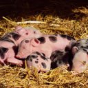 Pink little pigs  screen for extension Chrome web store in OffiDocs Chromium