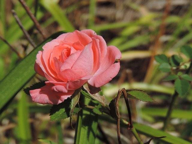 Kostenloser Download Pink Little Rose Blossom Bouquet - kostenloses Foto oder Bild zur Bearbeitung mit GIMP Online-Bildbearbeitung