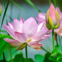 pink Lotus  screen for extension Chrome web store in OffiDocs Chromium