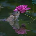 Pink lotus and fish wallpape  screen for extension Chrome web store in OffiDocs Chromium