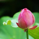 Pink Lotus Bud  screen for extension Chrome web store in OffiDocs Chromium