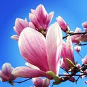 Pink magnolia wallpaper  screen for extension Chrome web store in OffiDocs Chromium