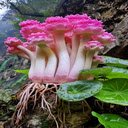 Pink mushroom wallpaper  screen for extension Chrome web store in OffiDocs Chromium