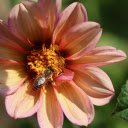 Pink orange dahlias and bees  screen for extension Chrome web store in OffiDocs Chromium