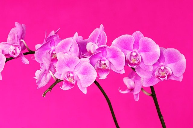 Gratis download Pink Orchid Flower - gratis foto of afbeelding om te bewerken met GIMP online afbeeldingseditor