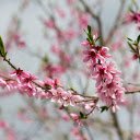 Pink peach blossoms  screen for extension Chrome web store in OffiDocs Chromium