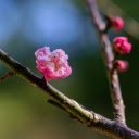 Pink Peach Branch  screen for extension Chrome web store in OffiDocs Chromium