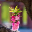Pink peach branch with flowers  screen for extension Chrome web store in OffiDocs Chromium