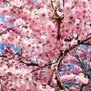 Pink peach tree  screen for extension Chrome web store in OffiDocs Chromium