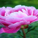Pink peony wallpaper  screen for extension Chrome web store in OffiDocs Chromium