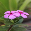 Pink Periwinkle Wallpaper  screen for extension Chrome web store in OffiDocs Chromium
