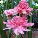 pink porcelain flower wallpaper  screen for extension Chrome web store in OffiDocs Chromium