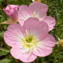 Pink Primrose Wallpaper  screen for extension Chrome web store in OffiDocs Chromium