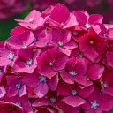 Pink purple flower  screen for extension Chrome web store in OffiDocs Chromium