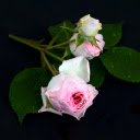 Pink Rose  screen for extension Chrome web store in OffiDocs Chromium