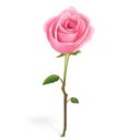 Ekran motywu różowej róży do rozszerzenia sklepu internetowego Chrome w OffiDocs Chromium