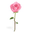 شاشة Pink Rose Theme لمتجر Chrome الإلكتروني الإضافي في OffiDocs Chromium