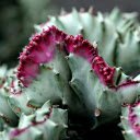 Pink thorn cactus  screen for extension Chrome web store in OffiDocs Chromium