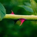 Pink thorns  screen for extension Chrome web store in OffiDocs Chromium