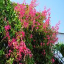 pink tigon flower wallpaper  screen for extension Chrome web store in OffiDocs Chromium