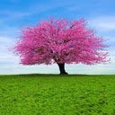 pink tree wallpaper  screen for extension Chrome web store in OffiDocs Chromium