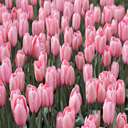 pink tulips  screen for extension Chrome web store in OffiDocs Chromium