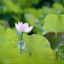 Pink white lotus  screen for extension Chrome web store in OffiDocs Chromium