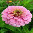 Pink Zinnia Wallpaper  screen for extension Chrome web store in OffiDocs Chromium