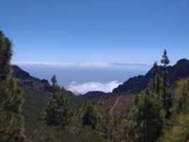 Free download Pinos canarios. free photo or picture to be edited with GIMP online image editor