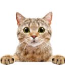 Placeholder Cat Pictures  screen for extension Chrome web store in OffiDocs Chromium