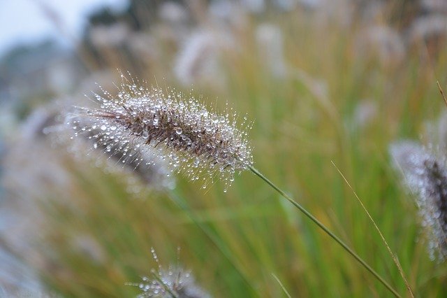 دانلود رایگان تصویر رایگان عظیم از طبیعت گیاهی برای ویرایش با ویرایشگر تصویر آنلاین رایگان GIMP