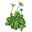 Plantbook  screen for extension Chrome web store in OffiDocs Chromium