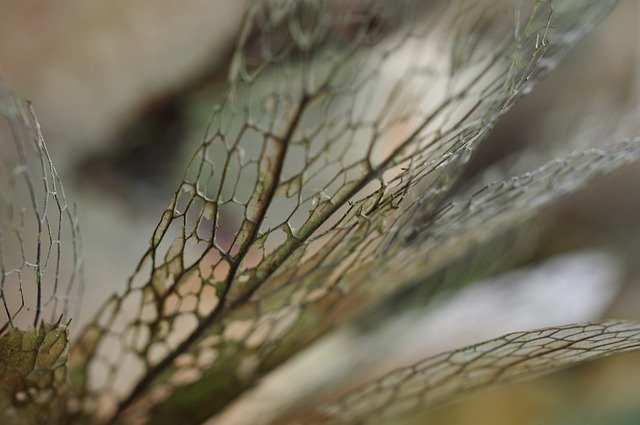 Free download plant dried leaf decorative garden free picture to be edited with GIMP free online image editor