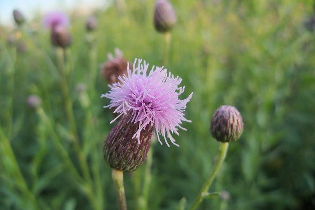 Descarga gratuita Plant Flower Bloom - foto o imagen gratuita para editar con el editor de imágenes en línea GIMP