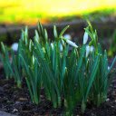 Plant flowers next to the tree  screen for extension Chrome web store in OffiDocs Chromium