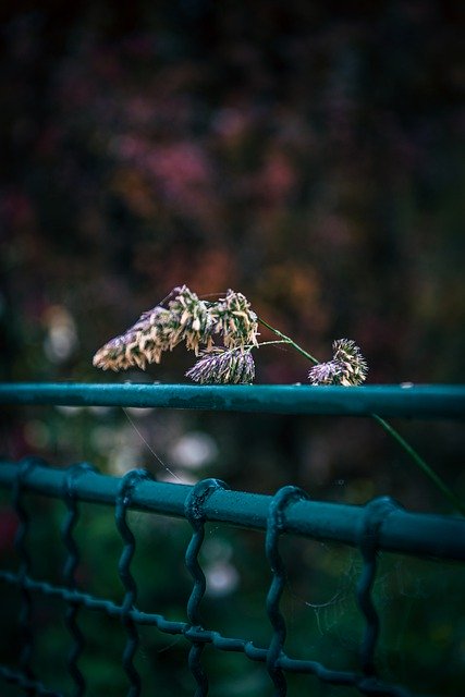 Free download plant grass fence close up free picture to be edited with GIMP free online image editor