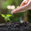 Plant green trees  screen for extension Chrome web store in OffiDocs Chromium