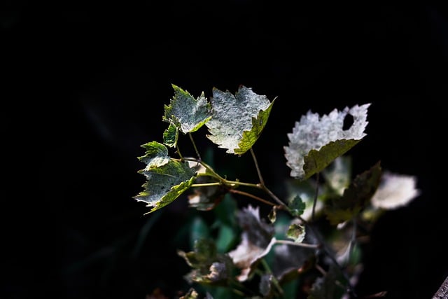 Muat turun percuma tumbuhan meninggalkan dedaunan gambar percuma cahaya hutan untuk diedit dengan editor imej dalam talian percuma GIMP