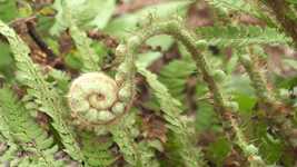 무료 다운로드 Plant Leaves Green - 무료 사진 또는 GIMP 온라인 이미지 편집기로 편집할 수 있는 사진