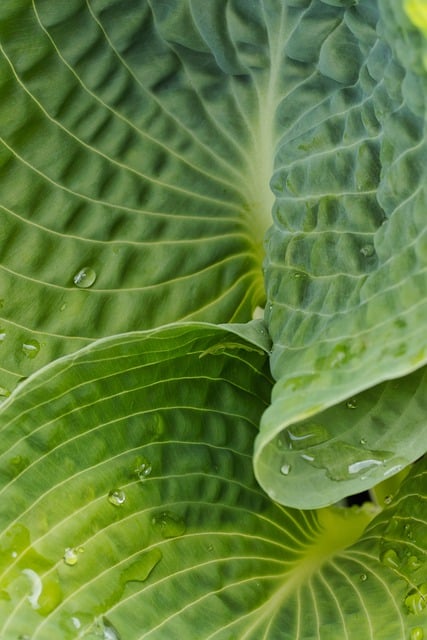 Descarga gratuita de hojas de plantas, follaje de botánica de hosta, imagen gratuita para editar con el editor de imágenes en línea gratuito GIMP