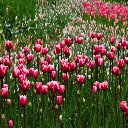 Plants And Flowers  screen for extension Chrome web store in OffiDocs Chromium