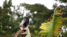 無料ダウンロードPlantsBirdsカラフルな無料ビデオをOpenShotオンラインビデオエディターで編集