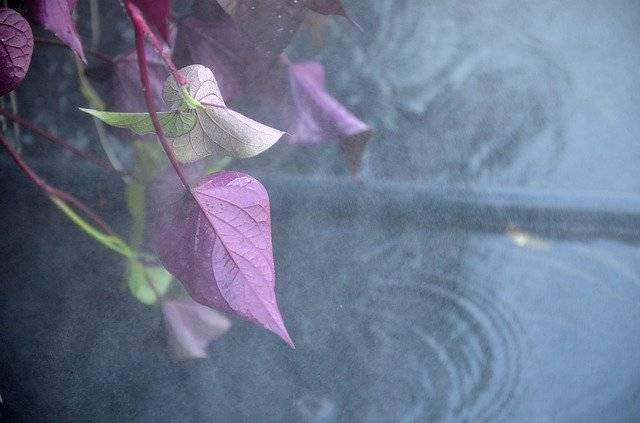 تحميل مجاني Plants Leaves Fog - صورة مجانية أو صورة يتم تحريرها باستخدام محرر الصور عبر الإنترنت GIMP