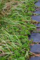 Безкоштовно завантажте безкоштовну фотографію або зображення Plants on Hornos Island для редагування в онлайн-редакторі зображень GIMP