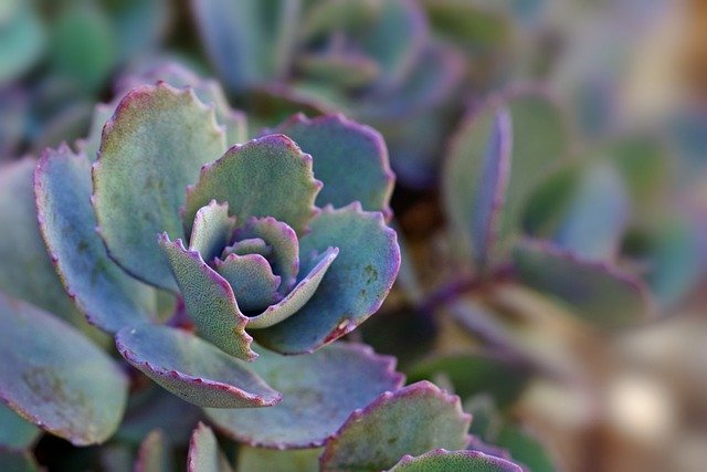 Free download plant succulents sedum fat plants free picture to be edited with GIMP free online image editor