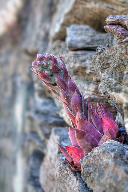 قم بتنزيل صورة مجانية من نبات semprevivo من نبات العصارة ليتم تحريرها باستخدام محرر الصور المجاني عبر الإنترنت من GIMP