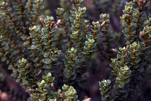 Free download plants zealand botanic nz shrub free picture to be edited with GIMP free online image editor